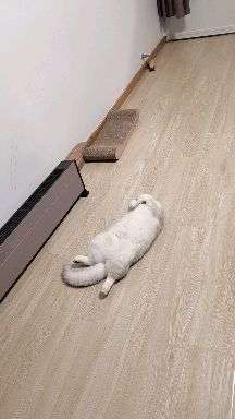 猫咪四脚朝天躺啥意思