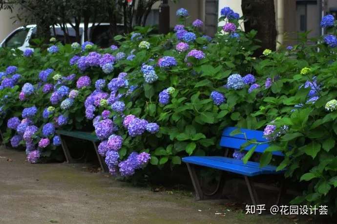 Blue Garden 如何打造蓝色主题花境和花园 知乎