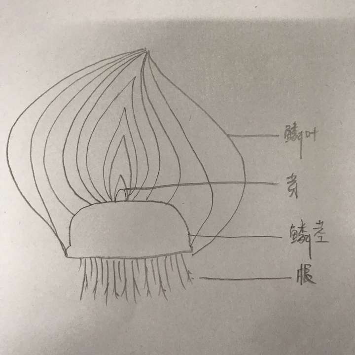 洋葱根茎叶示意图图片