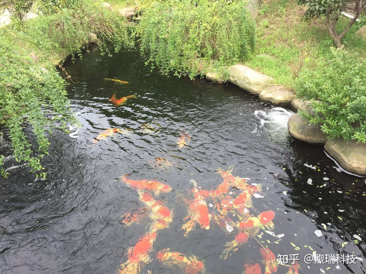 用十几年的庭院鱼池设计经验 和你谈谈庭院锦鲤梦是如何实现的 知乎