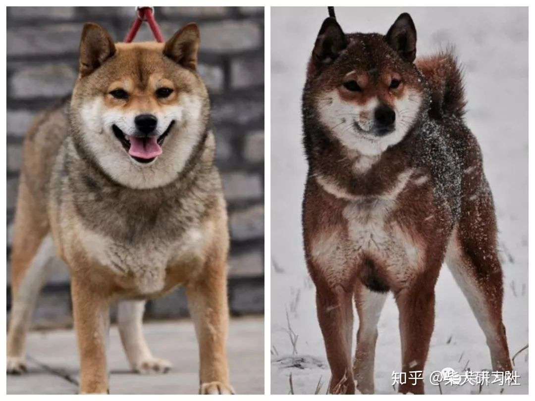 科普丨三分钟带你解锁胡麻柴犬 知乎