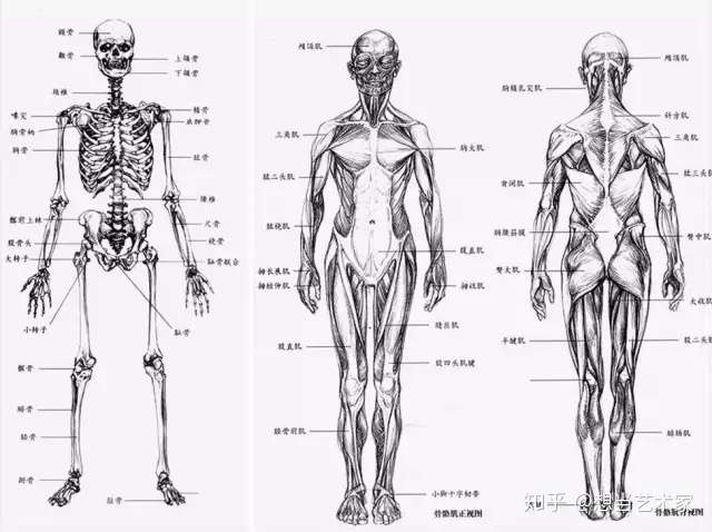 人体结构 速写人体结构超详细分析 知乎