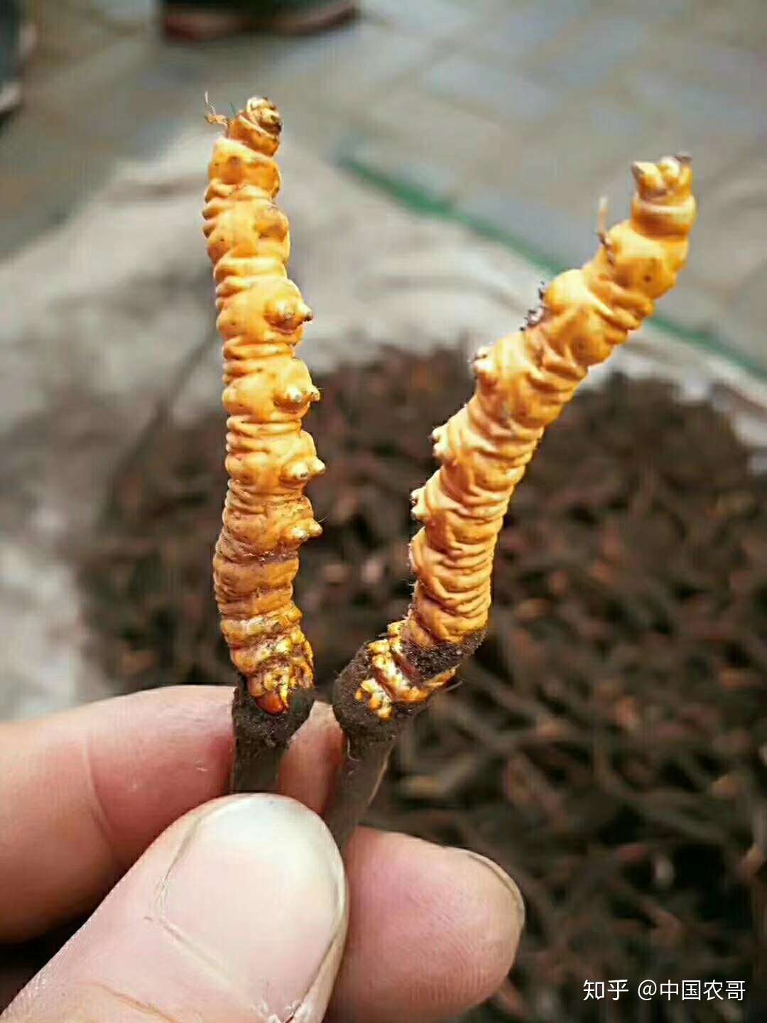 中国农哥 的想法: 78一两虫草一两金,冬虫夏草纯野生,人工… - 知乎