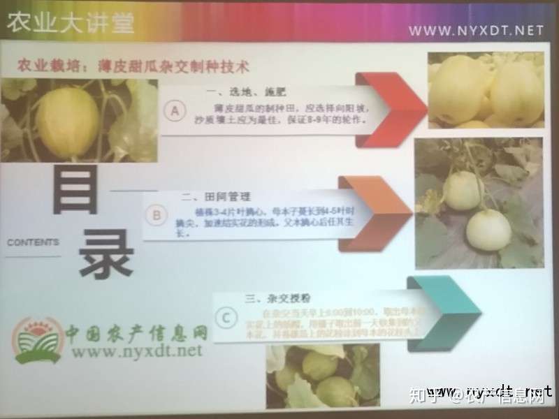 农业栽培 薄皮甜瓜杂交制种技术 知乎