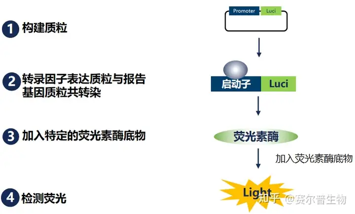 ①启动子活性研究：