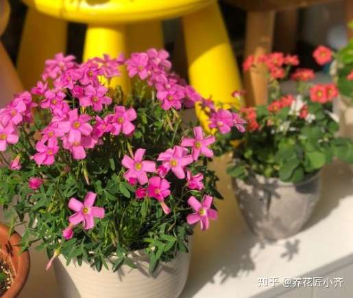 园艺肥料 五花八门 买太多没用 只准备几种 养花种菜都可以 知乎