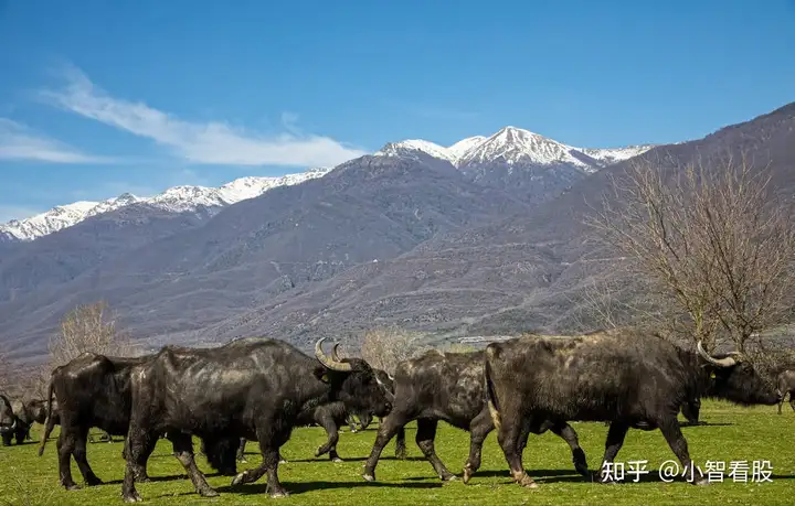 A股：净利预增超500%的4大机器视觉龙头，中国机器人全面开挂