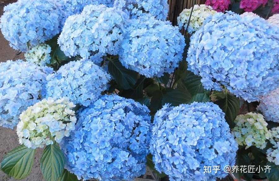 如果你喜欢养绣球 这四款要养一盆 它们开花重瓣 非常适合盆栽 知乎