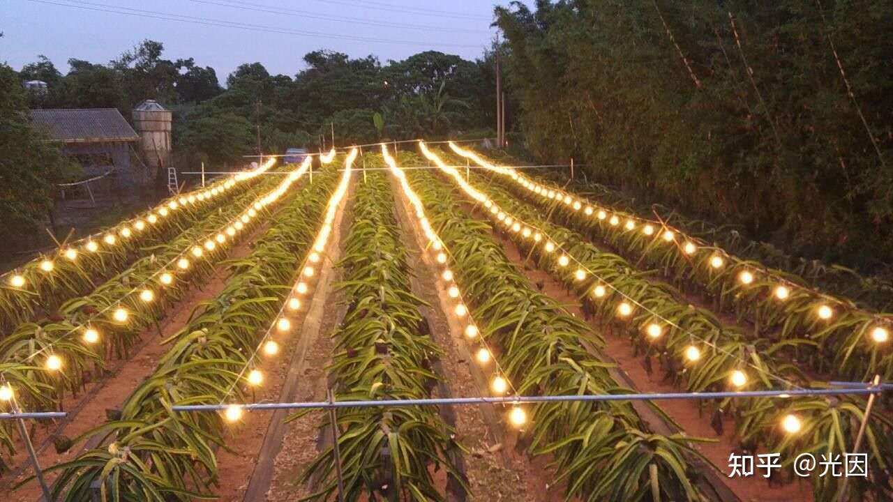 市场上买的植物灯和led灯有何区别 知乎