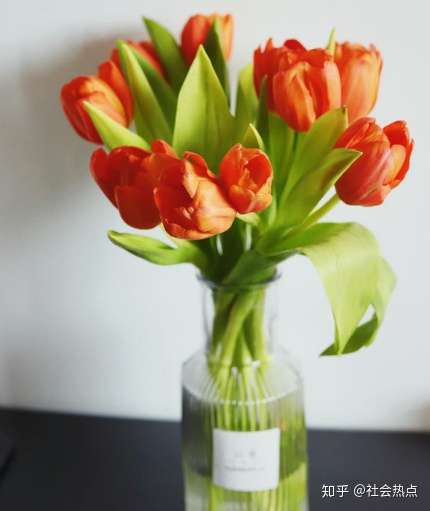 Flowerplus花加 郁金香养护攻略 知乎
