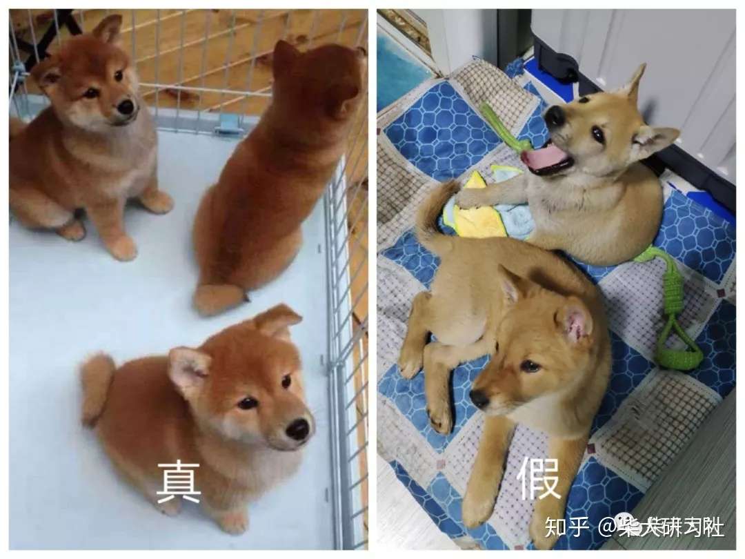 史上最全柴犬挑选攻略 知乎