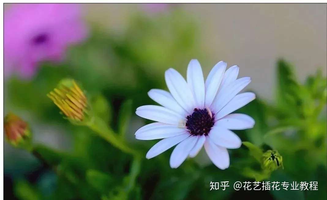零基础学花艺 30种菊科植物介绍 知乎