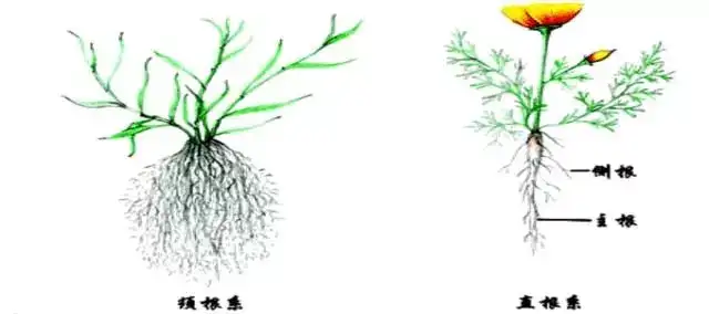 植物根系的秘密 知乎