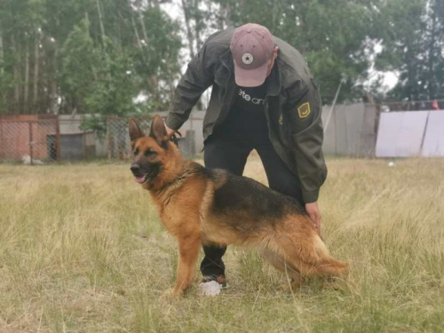 马玉超荣获由南典传媒主办 金牌训犬师 评选大赛冠军 知乎