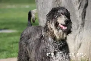 12种不容易掉毛的犬种