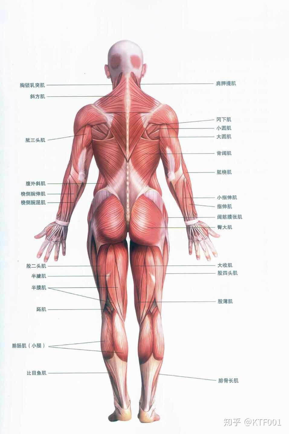 最详细肌肉拉伸教程一 颈部拉伸 知乎