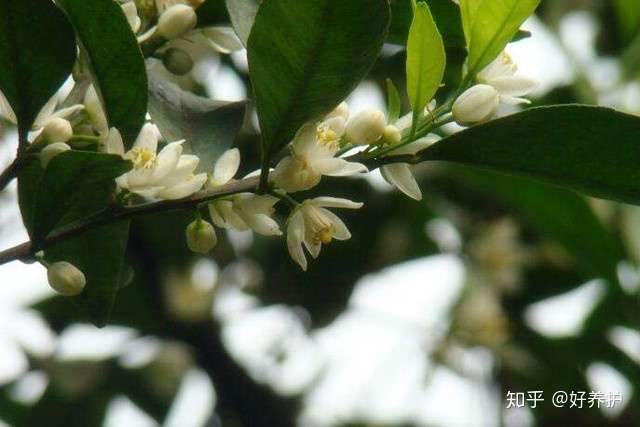 庭院十大香花树 你喜欢哪一种 知乎