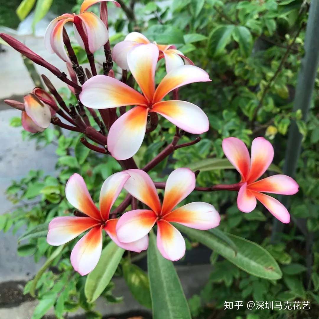 花艺学校 这些 毒花 盛放 严重可致丧命 花粉需谨慎 第三弹 知乎