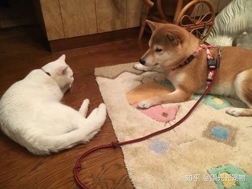 赤ちゃん 浮く はっきりと 柴犬 猫 同居 Olddutchhomescorp Com