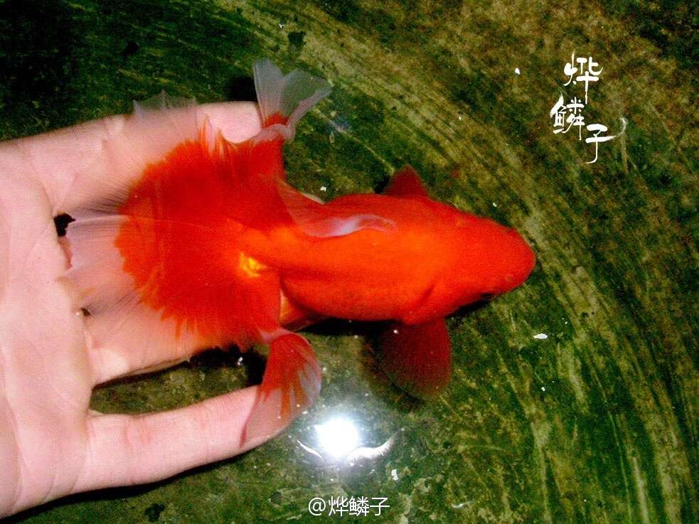 高知 金魚