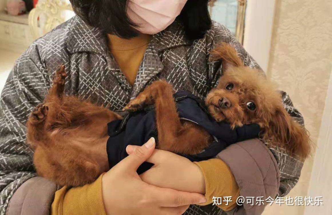 猫狗失明眼角膜脱落可以治疗 知乎