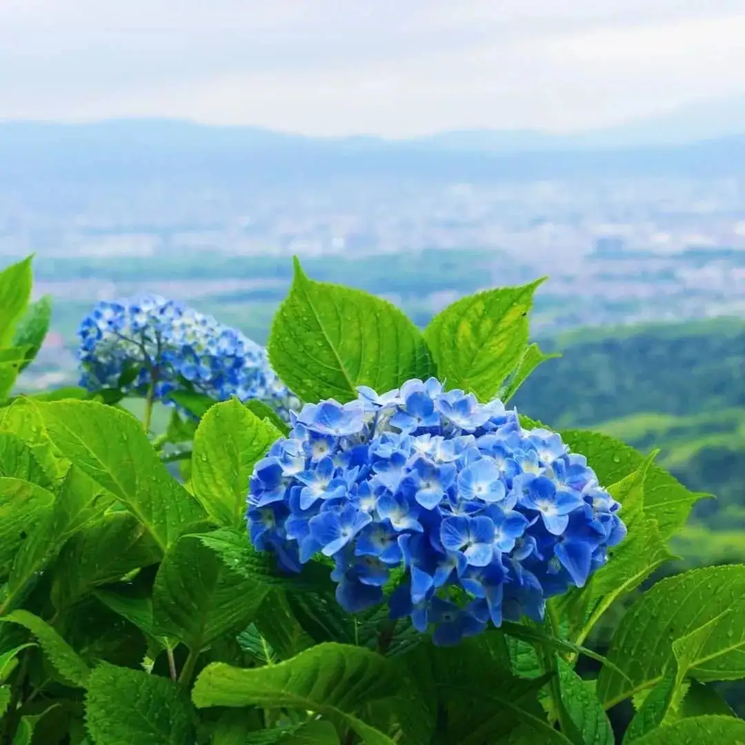 日本这些高颜值的紫阳花海 美得让人窒息 知乎