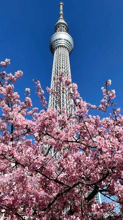 21东京赏樱 拍得到晴空塔的樱花景点 知乎