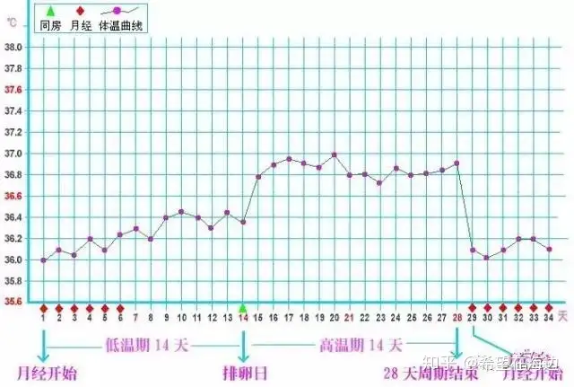 如何监测排卵？ - 知乎