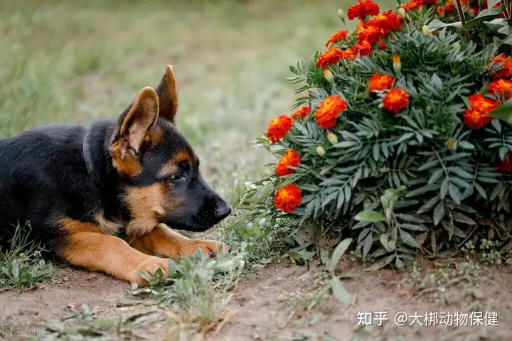 快来看（宠物假怀孕证明）假怀孕证明有谁能弄 第3张