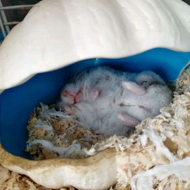 两只仓鼠是否可以一起养