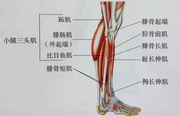 怎么减肌肉大小腿