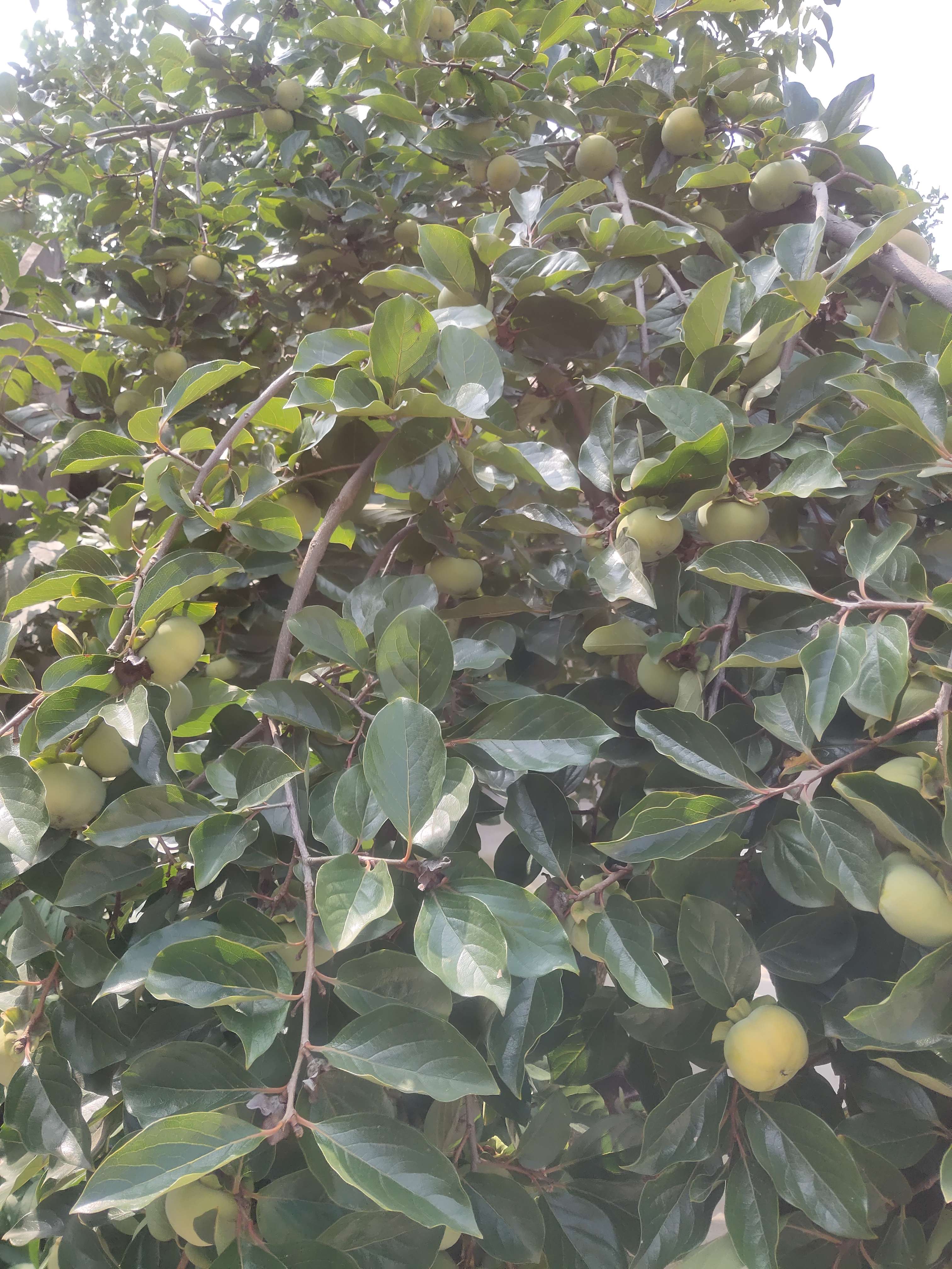 吻夜 的想法: 家 | 老家的柿子树,绿意盎然 - 知乎