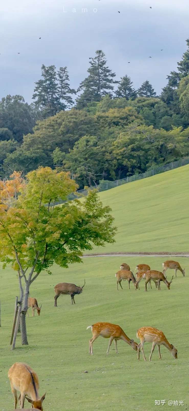 风景壁纸 山水画的壁纸风景壁纸 鲜花图片大全 高清风景图片 知乎
