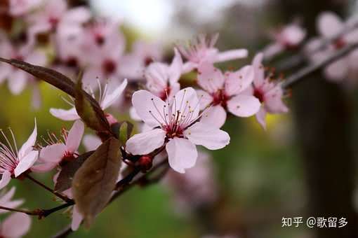 飞花令 花 50首含 花 的经典古诗词名句赏析 知乎