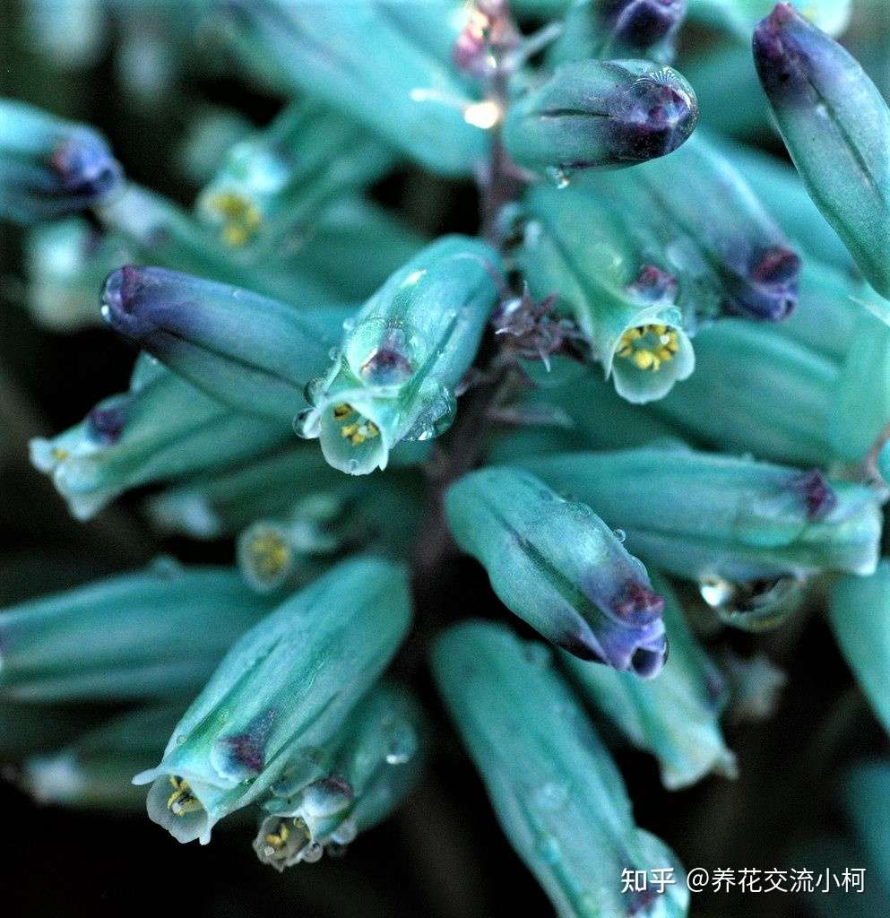 很小众的绿松石立金花 花朵如一串串绿色宝石 好养好看又不贵 知乎