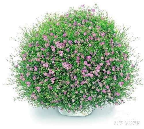 不同颜色的满天星花语 千万别送错了哦 知乎