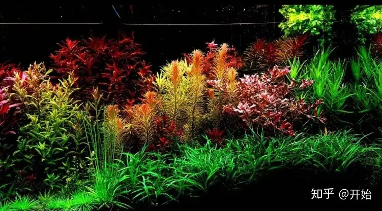 水族草缸入门小百科 五 常见造景分类 知乎