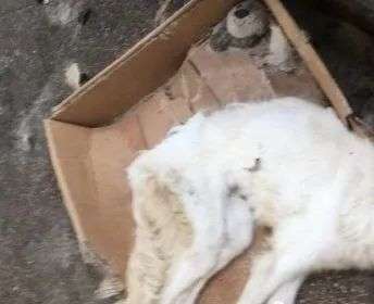 令人气愤 断水断粮接近三个月 悉尼华生将宠物狗饿死阳台 获刑入狱 知乎