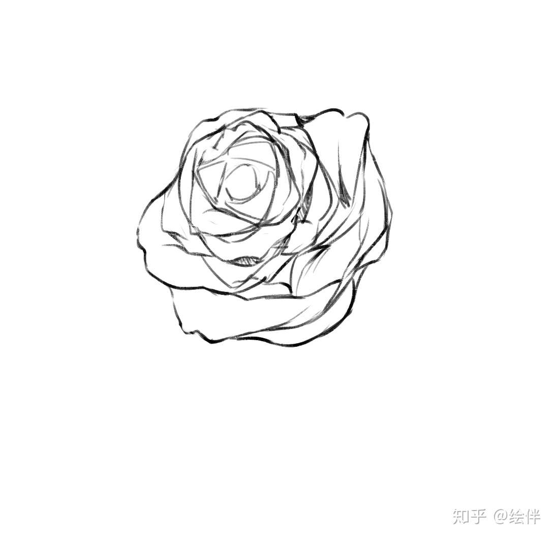 绘画教程 蔷薇的画法讲解 轻松画出美丽的花朵 知乎