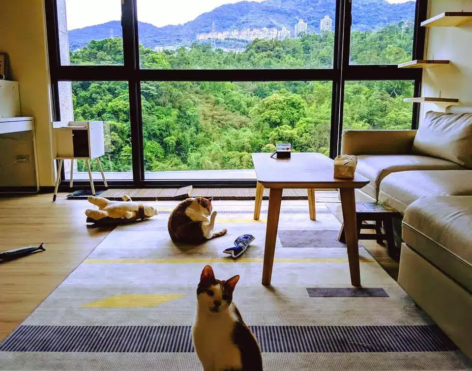 猫网红 黄阿玛 后宫搬家 租房改造 养宠物 租房合同避免纠纷必看 知乎