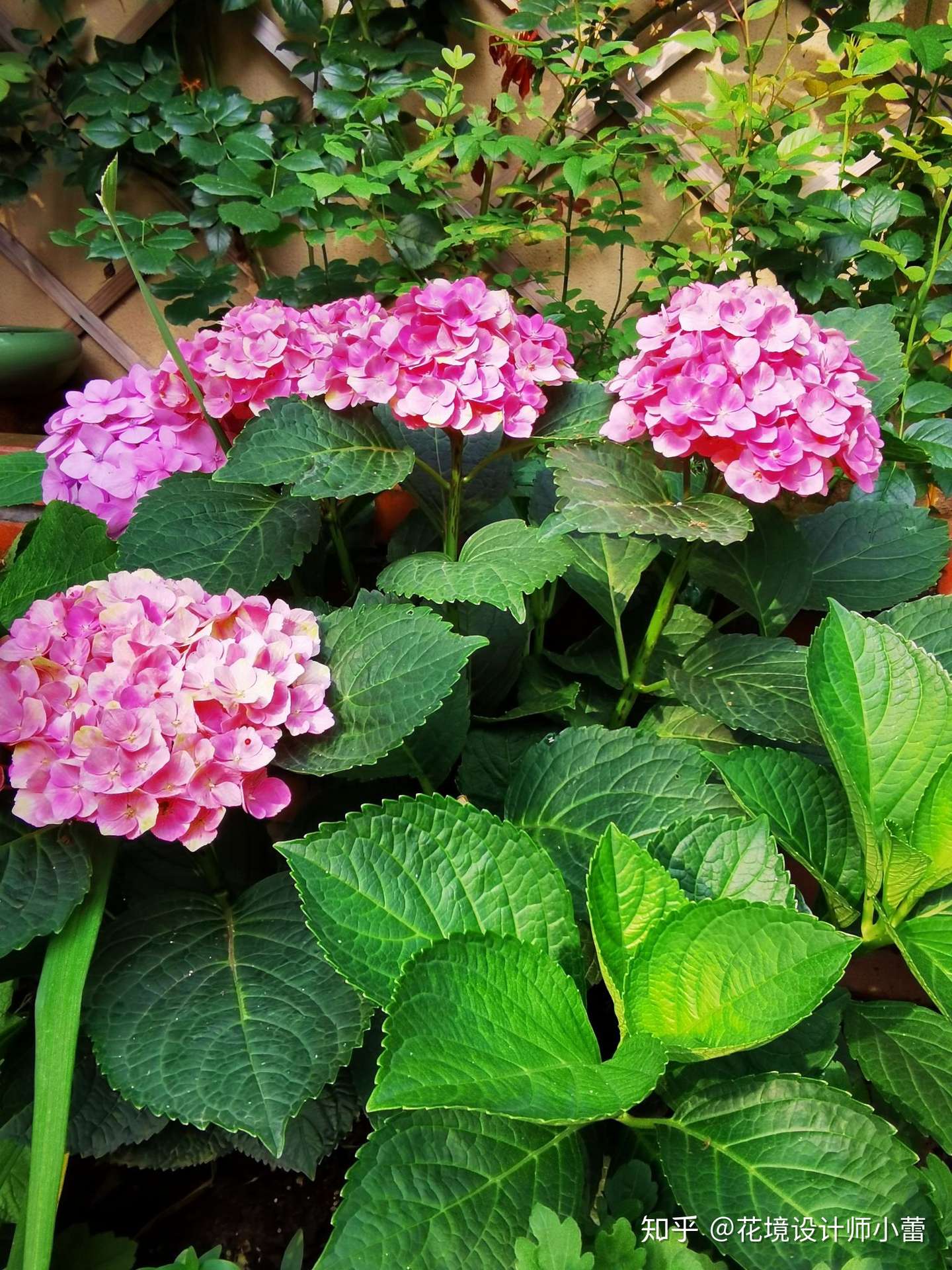 为什么植物有条件尽量地栽 关于地栽植物 你想知道的都在这里 知乎
