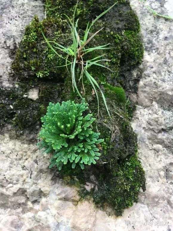 人稱九死還魂草山裡有很多做成盆景特好看