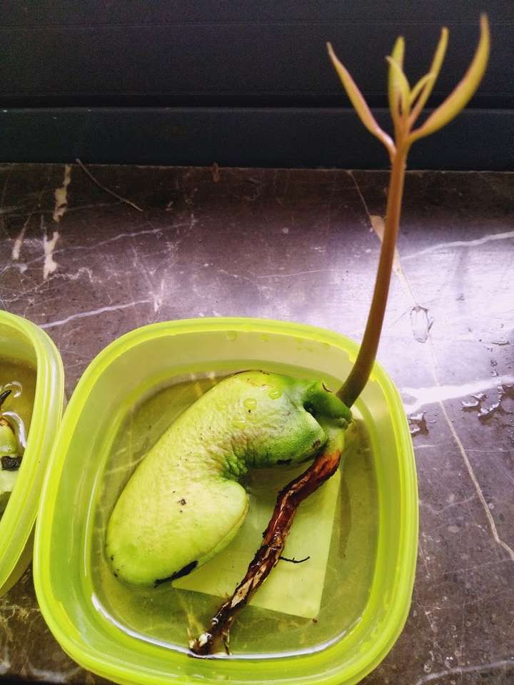 为什么芒果肉里长出树根?