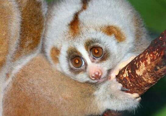 那些有些萌的 凶物 知乎