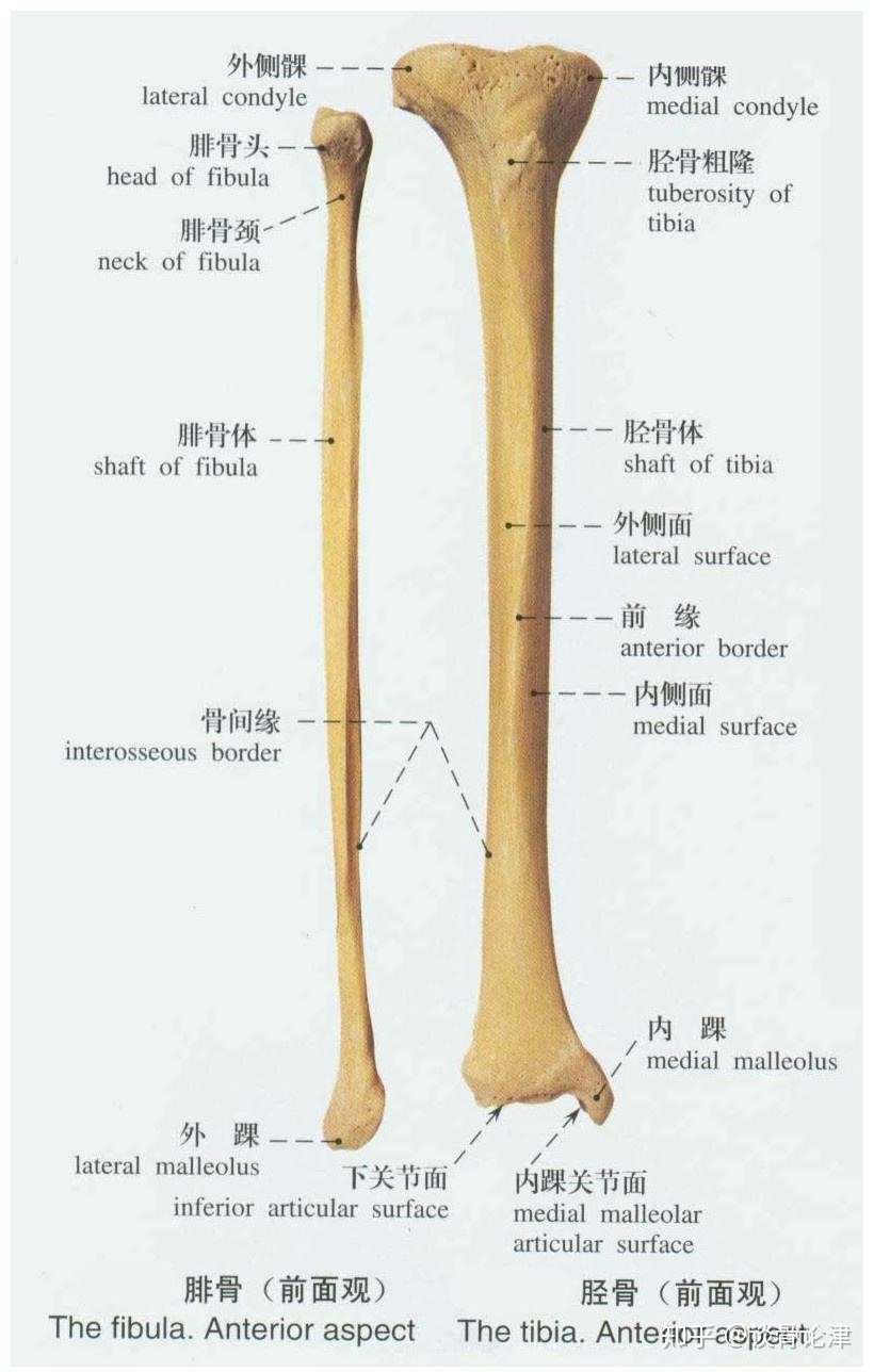 胫腓骨骨折术后康复训练 小腿胫腓骨骨折术后功能康复恢复锻炼方法流程 知乎