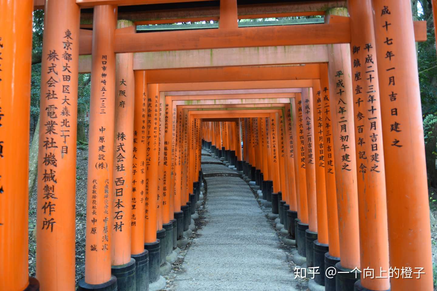 日本自由行攻略 行程第五天京都伏见稻荷大社 千本鸟居 猫头鹰之森 金阁寺 教你如何拍出没人的千本鸟居