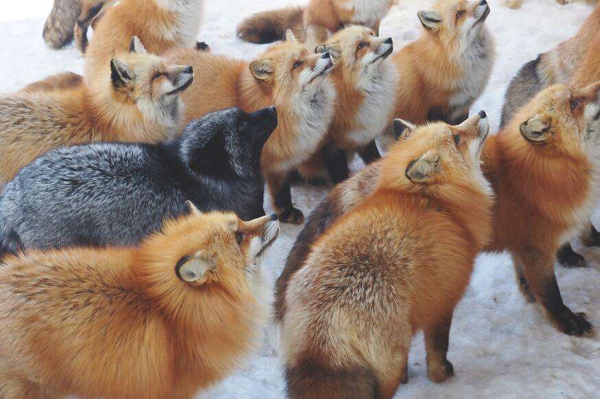 日本藏王狐狸村 动物控的幸福之旅 知乎