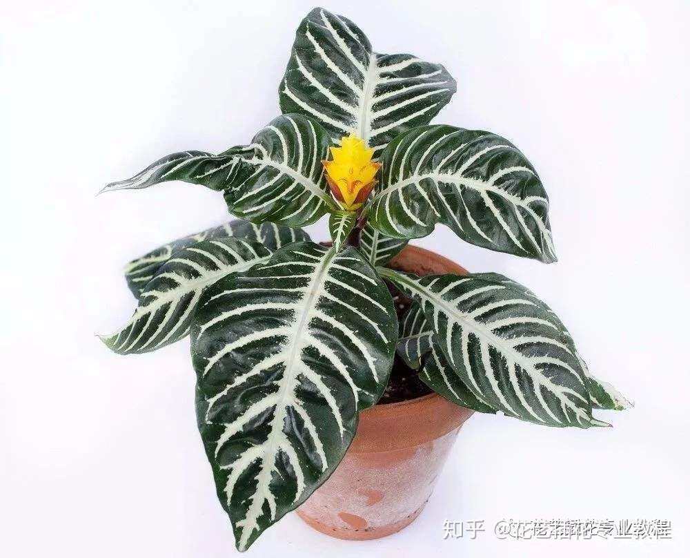 史上最全最准吸毒植物 细数那些能对抗pm2 5的花卉 知乎