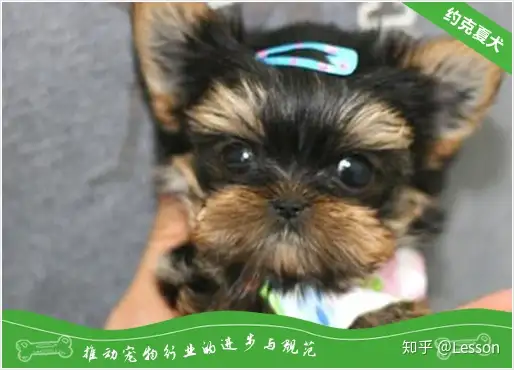 约克夏犬出现口臭的原因及治疗方法 知乎