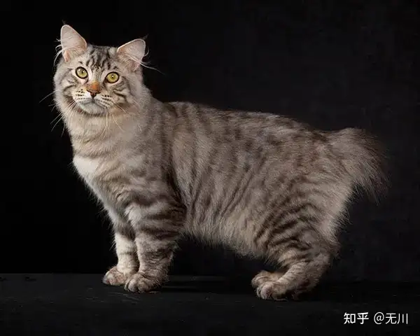 美国短尾猫：一种不是猫的猫咪，野性难训富有攻击性（英国短尾猫的特点是什么意思）